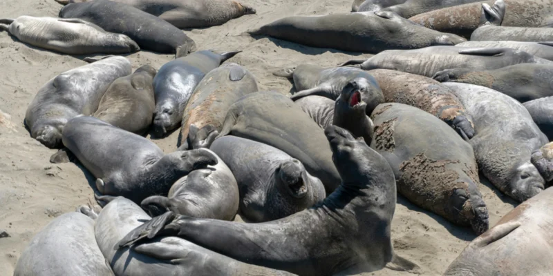 Een groep zeehonden in het zand