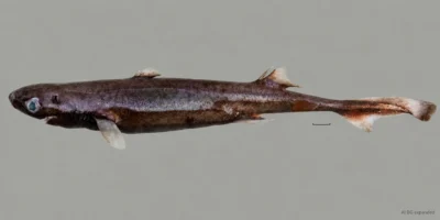 Verse vrouwelijke Etmopterus bulbosus met een bolle snuit, twee rugvinnen en schaalbalk; achtergrond met AI uitgebreid