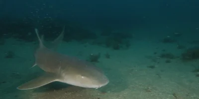 Verpleegsterhaai zwemt boven de zeebodem bij Flower Garden Banks
