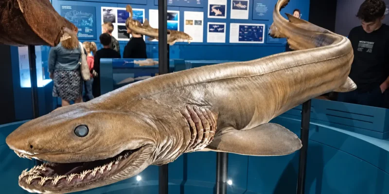 Tentoongestelde franjehaai met open bek en zichtbare kieuwspleten in het Australian Museum