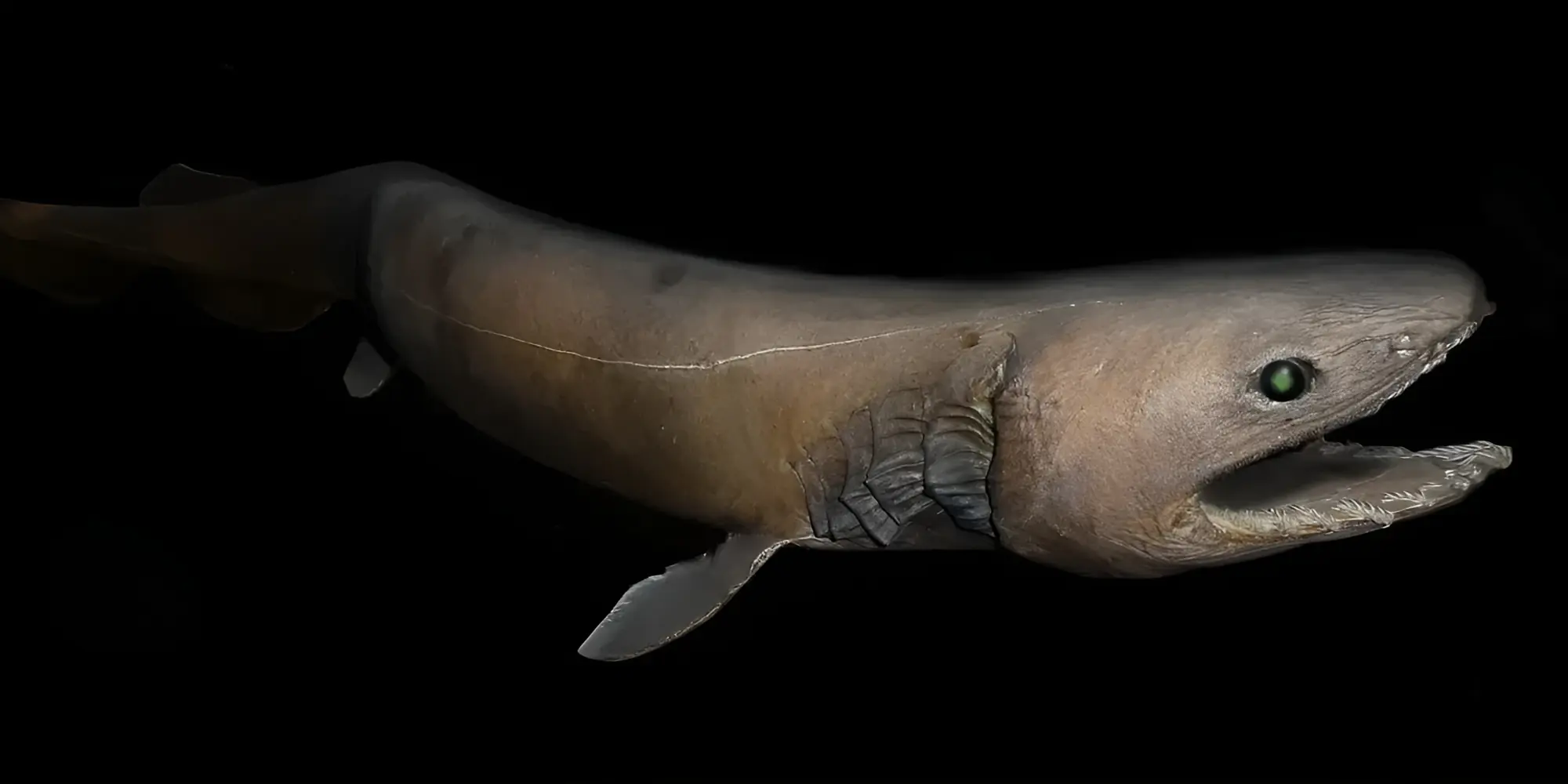 Franjehaai Chlamydoselachus anguineus