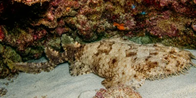 Franjetapijthaai Eucrossorhinus dasypogon rustend op zand onder een rots