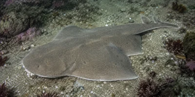 Gebogen zee-engel Squatina guggenheim op een zandig rif
