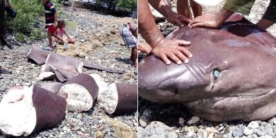 In stukken gesneden haai op een Cubaans strand naast een close-up van de kop