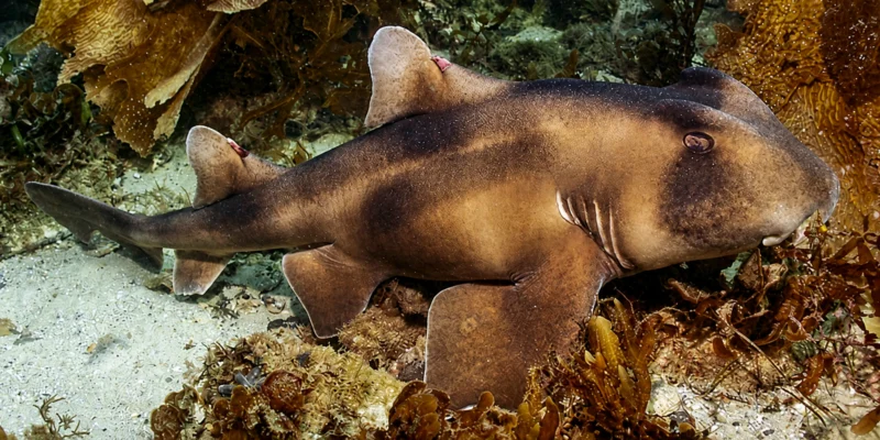 Gekamde stierkophaai (Heterodontus galeatus) rustend op een zandbodem