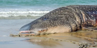 Gestrande walvishaai ligt op een strand