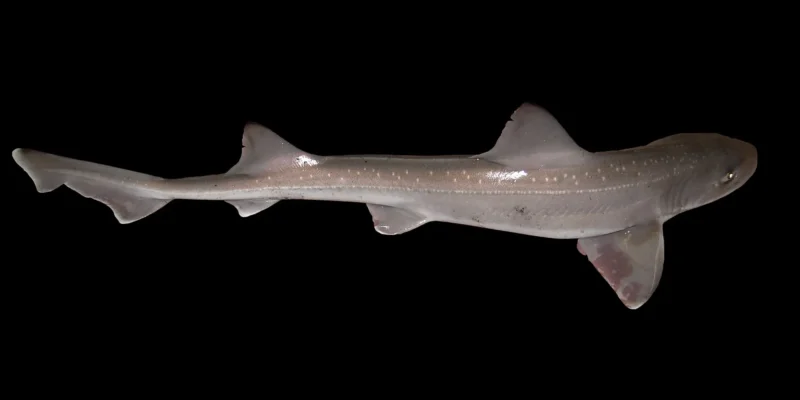 Gevlekte gladde haai Mustelus asterias in de zuidelijke Noordzee