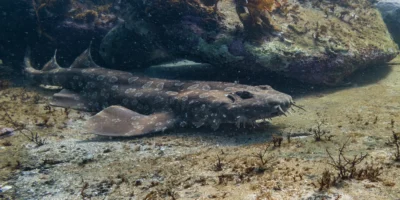 Gevlekte tapijthaai Orectolobus maculatus