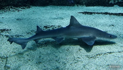 Gladde haai Mustelus mustelus