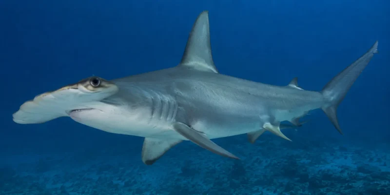 Gladde hamerhaai Sphyrna zygaena