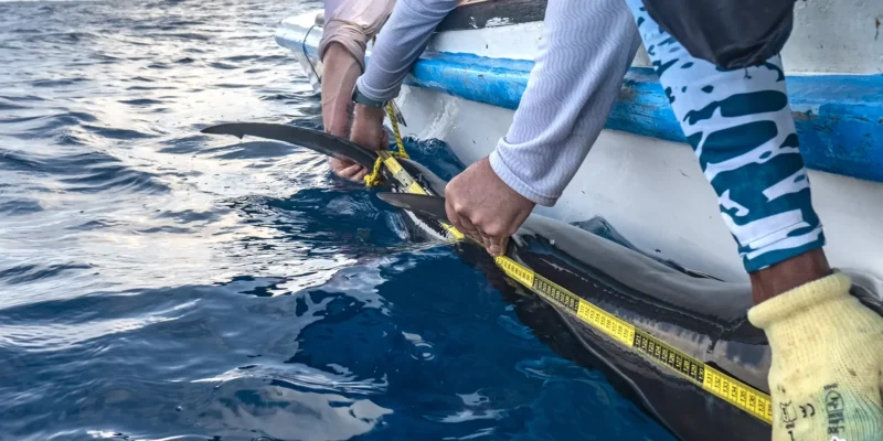 Gladde hamerhaai Sphyrna zygaena gemeten door Greenpeace naast een rubberboot