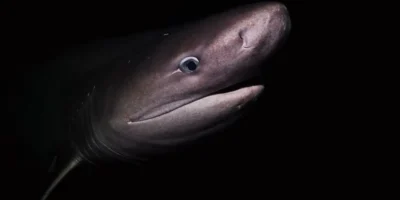 Close-up van een grauwe zeskieuwshaai bij Vancouver Island in Canada