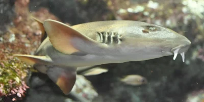 Grijze bamboehaai Chiloscyllium griseum in Oceanopolis