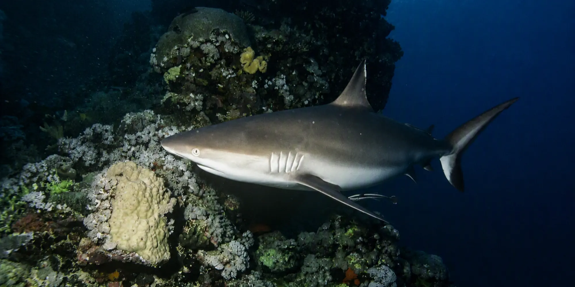 Grijze rifhaai Carcharhinus amblyrhynchos