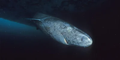 Groenlandse haai Somniosus microcephalus