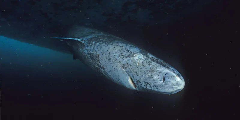 Groenlandse haai Somniosus microcephalus