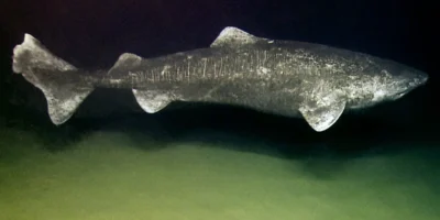 Groenlandse haai (Somniosus microcephalus) in de diepzee