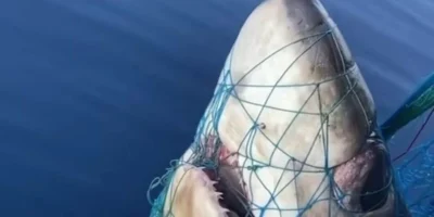 Kop van een grootoogvoshaai (Alopias superciliosus) in een visnet