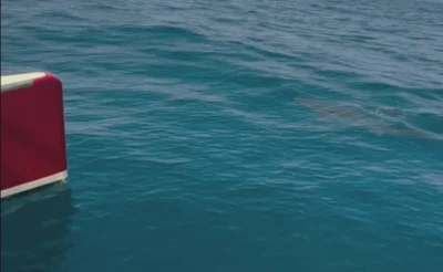 Haai naast een catamaran voor de Atlantische kust van Portugal