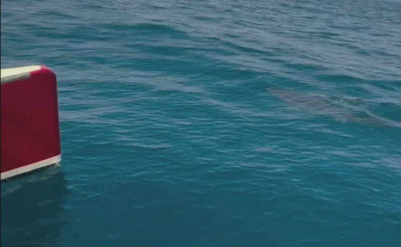 Haai naast een catamaran voor de Atlantische kust van Portugal