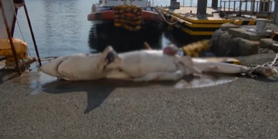 Een haai ligt op een havenkade aan de oostkust van Zuid-Korea
