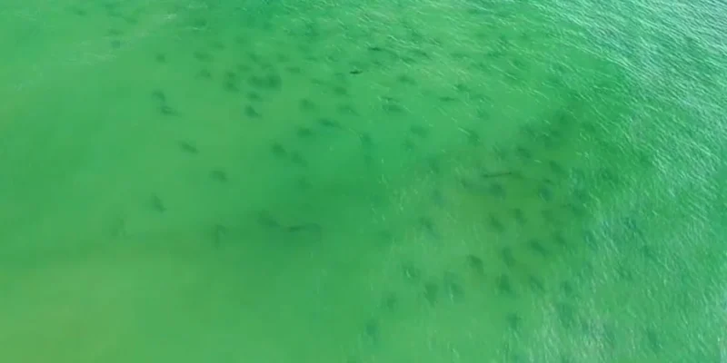 Dronebeeld van een grote groep haaien in groen kustwater voor Masonboro Island