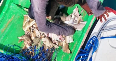 In stukken gesneden haaien op een vissersboot