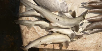 Aangelande haaien op de vismarkt van Kakinada in India