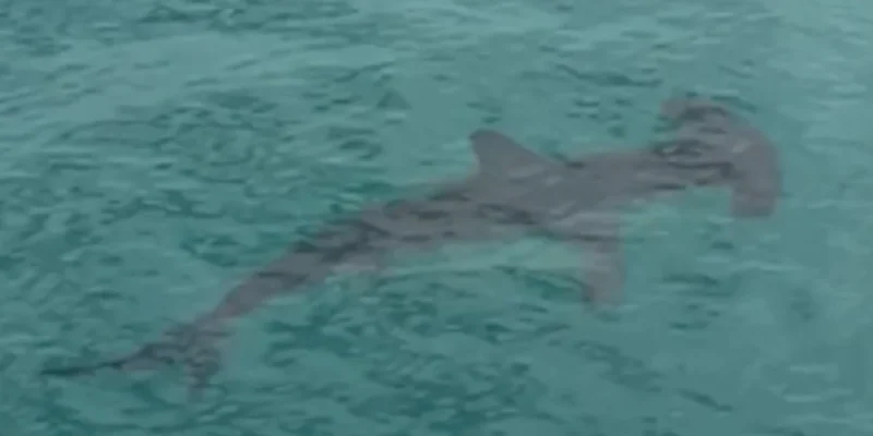 Hamerhaai zwemt in ondiep water naast de Malibu Pier