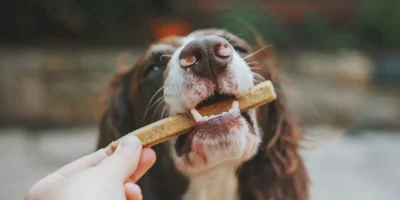 Hond krijgt een kauwstaaf