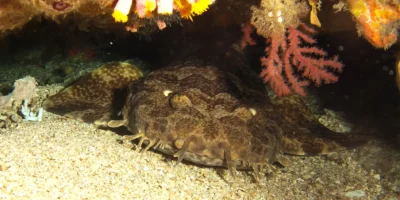 Indonesische tapijthaai Orectolobus leptolineatus onder een rotsoverhang