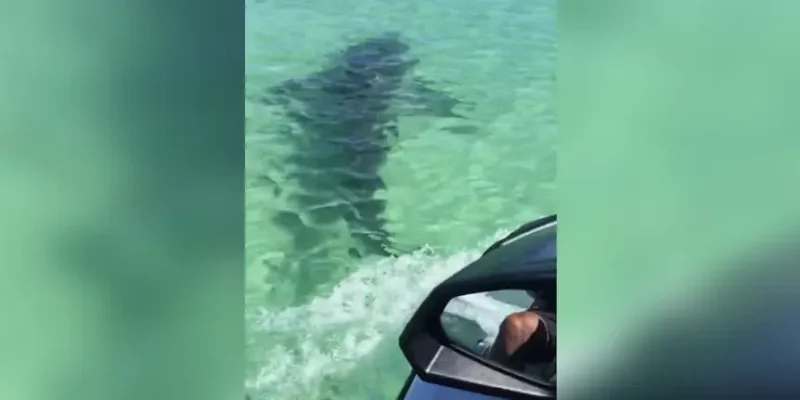 Jetski achtervolgt een haai