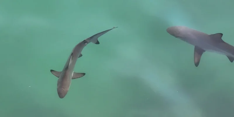 Jonge zwartpunthaai Carcharhinus limbatus aan het wateroppervlak