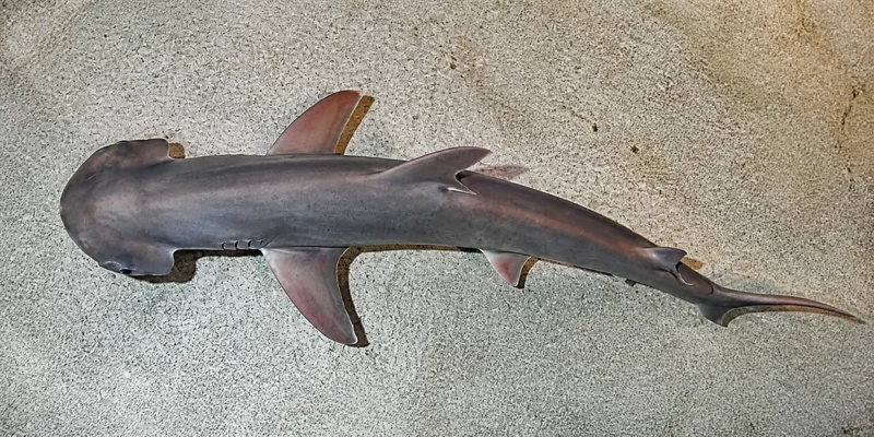 Kaphamerhaai (Sphyrna tiburo) van boven gezien boven een lichte aquariumbodem