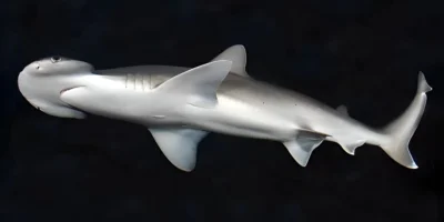 Kaphamerhaai Sphyrna tiburo op zwarte achtergrond