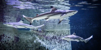 Drie jonge zwartpuntrifhaaien zwemmen in een aquarium van het natuurhistorisch museum van Karlsruhe