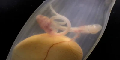 Twee kattenhaai-embryo’s in één eikapsel boven een gedeelde dooierzak