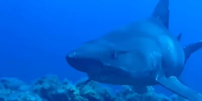 Vier meter lange vrouwelijke kleintandzandtijgerhaai bij El Hierro