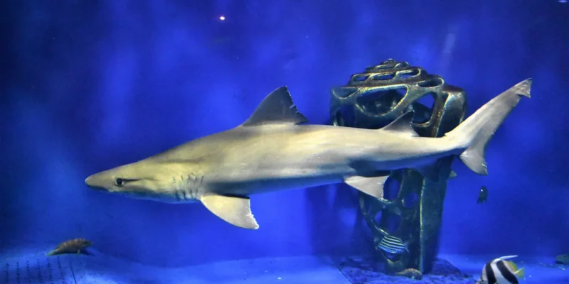 Kleintandzandtijgerhaai Odontaspis ferox in een aquarium