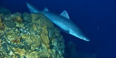 Kleintandzandtijgerhaai Odontaspis ferox zwemt boven een diep rotsrif