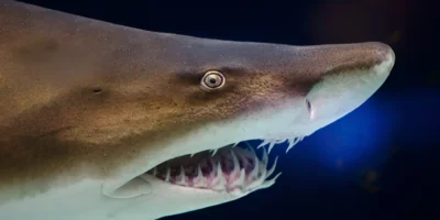 Kop van een zandtijgerhaai in close-up