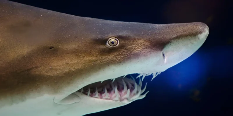 Kop van een zandtijgerhaai in close-up