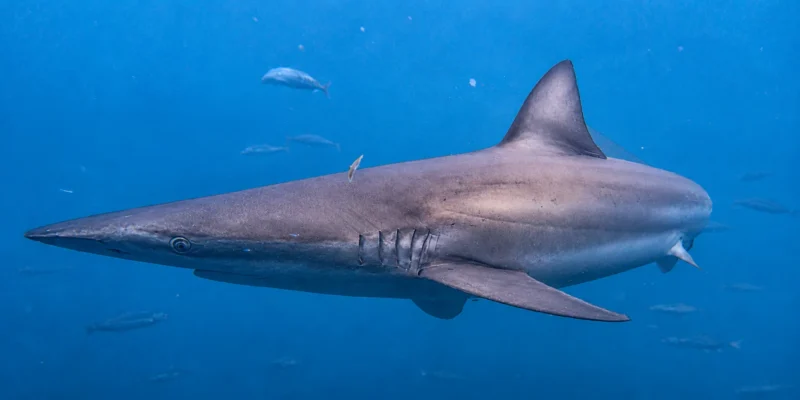 Koperhaai Carcharhinus brachyurus zwemt in blauw water