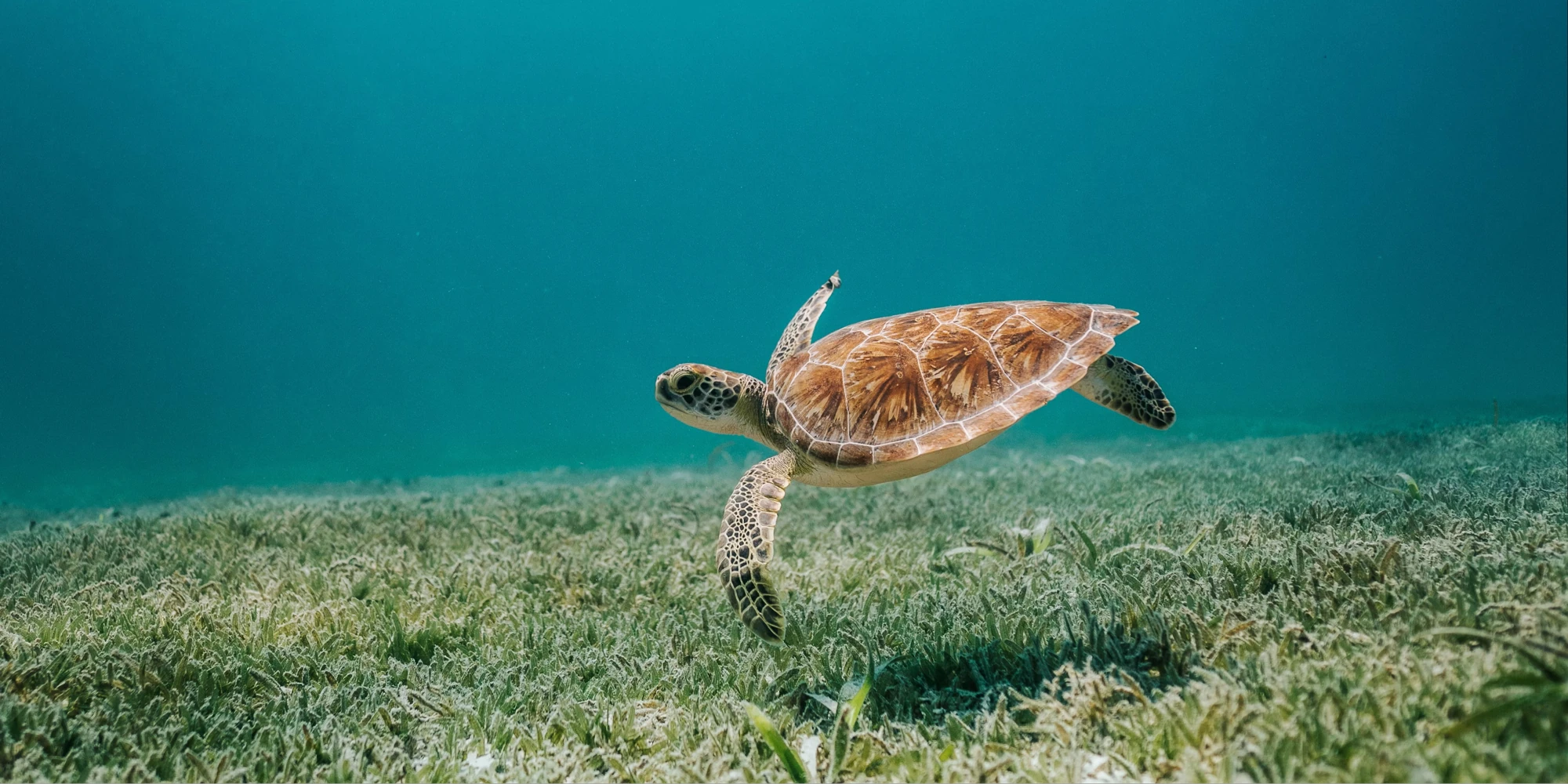 Zeeschildpad zwemt in zee bij Aruba