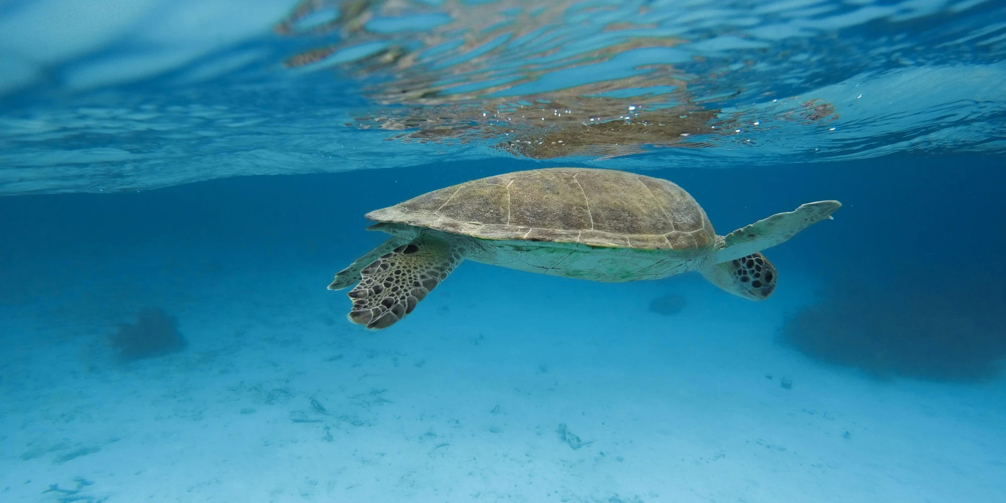 Zeeschildpad zwemt net onder het wateroppervlak bij Bonaire