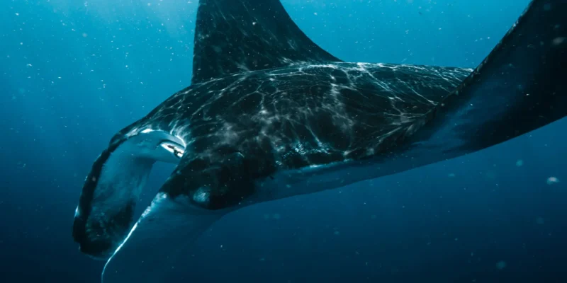 Manta in blauw water