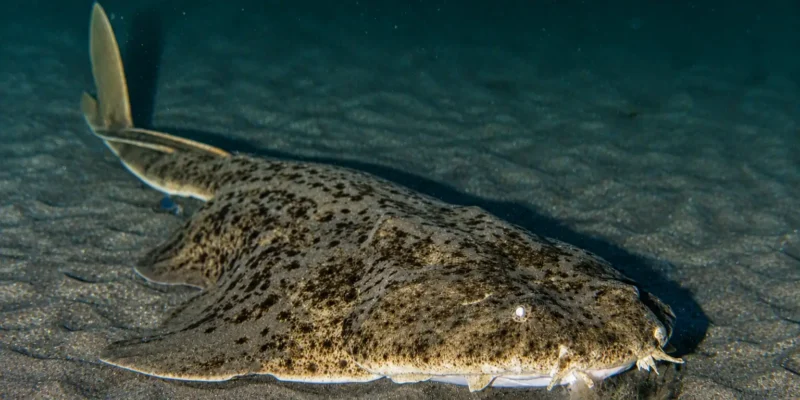 Zee-engel Squatina squatina ligt in het zand