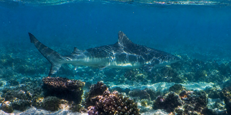 Nerveuze haai (Carcharhinus cautus)