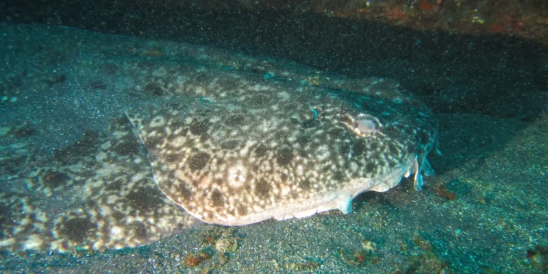 Kop en lichaam van de Nevelzee-engel Squatina nebulosa