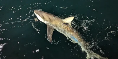 Jonge duskhaai aan het wateroppervlak met een satellietzender op de rugvin
